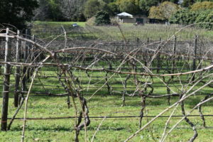 Cedar Creek Vines