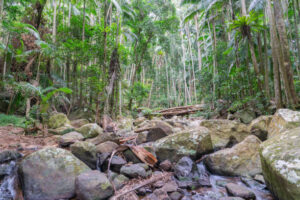 Mount Tamborine rainforest surrounding rocky riverbed